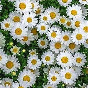 Meet your Posher, Sonya